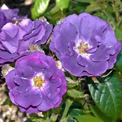 Roseira 'Rhapsody in Blue'